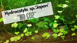 Hydrocotyle spJapan no CO2 [upl. by Rozanna]