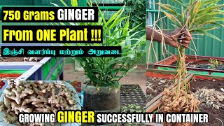 மாடித் தோட்டத்தில் இஞ்சி வளர்த்து நல்ல அறுவடை எடுக்க சில டிப்ஸ்  How to grow ginger in container [upl. by Yanarp]