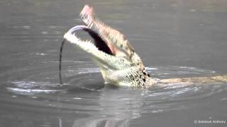 Wild Estuarine Crocodile eats Monitor Lizard Singapore Sungei Buloh [upl. by Kellene]