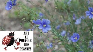 Conseils jardinage linum perenne lin vivace Taille et entretien plante vivace [upl. by Ytsud]