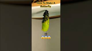 Remy  Monarch Caterpillar  Variable Speed TimeLapse Documentary in Hindi [upl. by Eniamaj263]