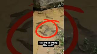 Fish Frenzy at This Secret Spot alotfish thousandfish fishing shorts fypシ゚viral [upl. by Vincenty]