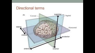 Brain terms and their origins [upl. by Amak]