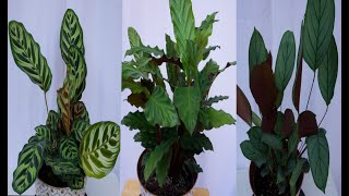 CARE GUIDE FOR CALATHEA RUFIBARBA CTENANTHE BURLE MARXII AND CALATHEA MAKOYANA [upl. by Neva]