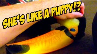 How to Tell When a Toucan Wants To Be Pet LIKE A PUPPY [upl. by Nnairol]