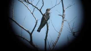 Indian Cuckoo Cuculus micropterus singing [upl. by Enileuqcaj]