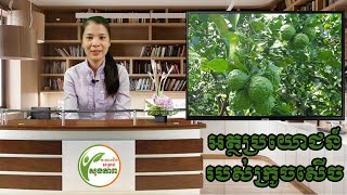 អត្ថប្រយោជន៍ក្រូចសើច  Benefits of Kaffir Lime [upl. by Ahsienaj]