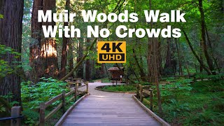 Muir Woods National Monument  Virtual Hike of MustSee Redwood Forest [upl. by Chad]