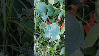 Nasturtiums plant edible nasturtium flower flowers orange green greenscreen beach travel [upl. by Sanez394]