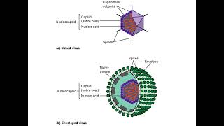 Ch 6 Acellular Pathogens [upl. by Nomed]