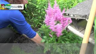 All About Astilbe [upl. by Epifano]