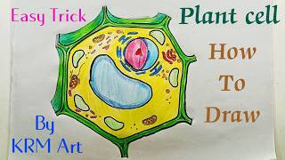 How To Draw Plant Cell Diagram  Plant Cell Drawing  Plant Cell Structure  Plant Cell Kaese Banai [upl. by Arehs742]