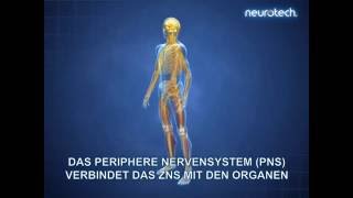 Grundlagen 1 Das Nervensystem ZNS PNS neurotech [upl. by Rednasela]