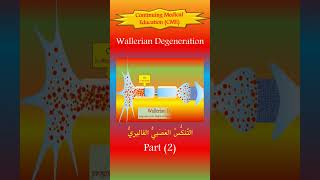 The Wallerian Degeneration 2 The New Pathophysiology [upl. by Nerrej]