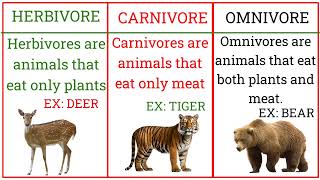 HERBIVORE CARNIVORE AND OMNIVORE  TYPES OF ANIMAL [upl. by Ney]