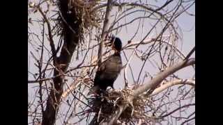 Doublecrested Cormorants in Fergus Falls [upl. by Kelby]