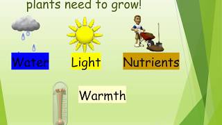 Basic needs of plants [upl. by Lyred]