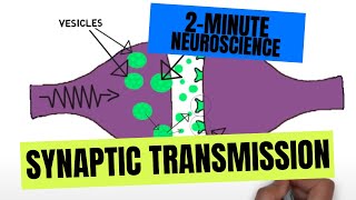 2Minute Neuroscience Synaptic Transmission [upl. by Kalindi992]