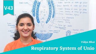 Respiratory system of Unio  Respiration  Ctenidia  Gill  Mantle  Gill plate  Lamina  Lamellae [upl. by Elliott]