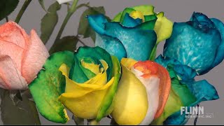 How to Make Rainbow Roses [upl. by Yelrebma]