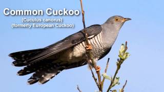 Cuckoo  Common Cuckoo Bird Call BIRDSONG [upl. by Ainatit]