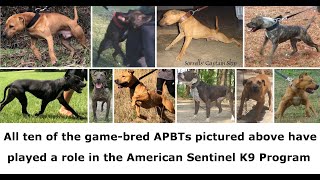 Creating Game Bred Bandogs [upl. by Whit]