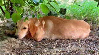 Pawsitively Serene Adorable Puppys Peaceful Slumber Under the Leafy Canopy [upl. by Naima]