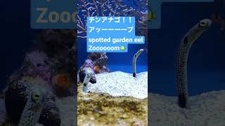 【spotted garden eel】チンアナゴのアップ【Heteroconger hassi】 [upl. by Linehan]