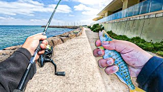 Fishing Melbourne’s Most Overfished Rockwall for a Day [upl. by Encrata855]