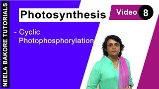 Photosynthesis  NEET  Cyclic Photophosphorylation  Neela Bakore Tutorials [upl. by Arreic]