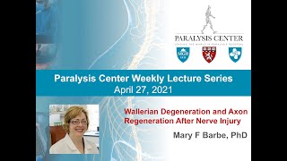 Wallerian Degeneration and Axon Regeneration After Nerve Injury  Mary F Barbe PhD [upl. by Daniyal]