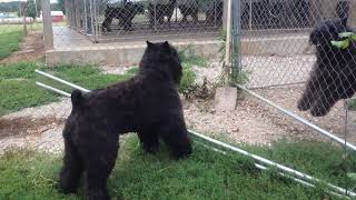 Gus Bouvier Is Looking For Trouble bouvierdesflandres bouvier farmdog bigdog [upl. by Lay]