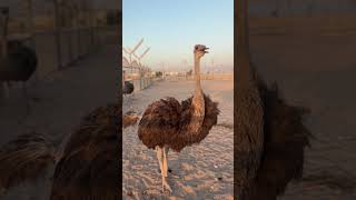 Ostriches [upl. by Marylou]