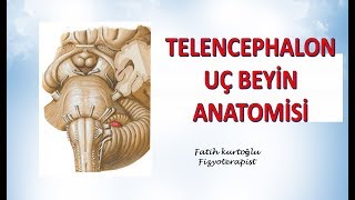 Telencephalon  Uç Beyin  Nöroanatomi Konu Anlatımı  13 [upl. by Solange139]