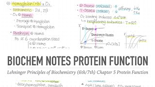 1001 Notes 📒 Ch 5 Protein Function 📝 Lehninger Principles of Biochemistry 6th7th Notes [upl. by Schaffer]