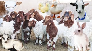 Kambing  Kelinci  Hewan Ternak  Domba Kecil  Binatang Lucu  Embek  Sapi Lucu  Anak Ayam [upl. by Turnheim]