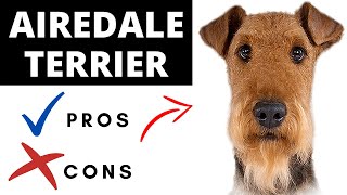 Airedale Terrier Pros And Cons  Should You REALLY Get An AIREDALE TERRIER [upl. by Zaraf302]