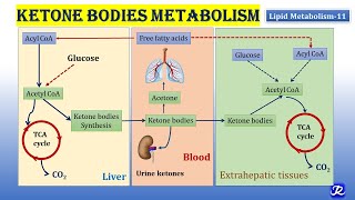 11 Ketone bodies Metabolism  Lipid Metabolism11  Biochemistry  NJOY Biochemistry [upl. by Slater]