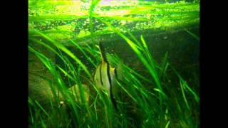 Pterophyllum scalare [upl. by Jacoby]