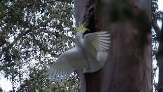 Mick Angelheres Australia  A Screaming Cockatoo [upl. by Finer802]