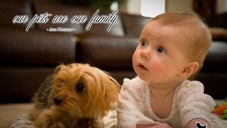 Yorkie Dogs Meeting Babies for the First Time  Yorkie Dog Laughing and Playing Baby Compilation [upl. by Olivie]