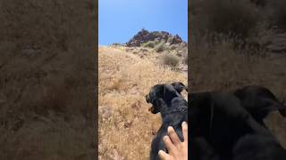 Scaling Mountains with My Dog  ServiceDogTraining rockclimbing doghike doghiking [upl. by Jeb]