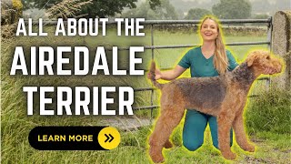 All about the Airdale Terrier  Learn all about this loyal war dog amp versatile dog breed [upl. by Nayrda]