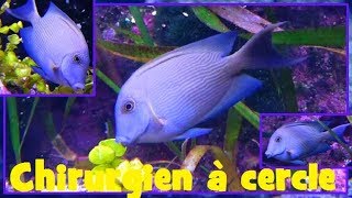 Ctenochaetus strigosus  Bennett 1828  Acanthuridae  Poissonchirurgien à cercle  112017 [upl. by Mozart]