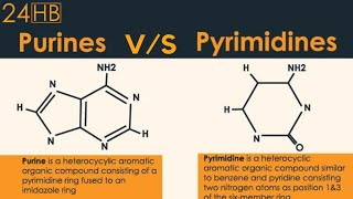 The Difference Between Purines And Pyrimidines  24HB [upl. by Fugate89]