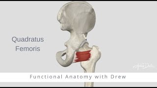 Functional Anatomy Quadratus Femoris [upl. by Short]