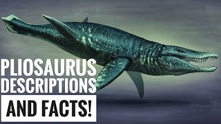 Pliosaurus  Description and Facts [upl. by Maressa]