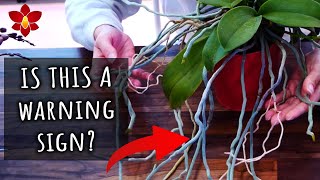 Lots of roots on your Phalaenopsis Orchid are a bad sign 🤔 Myth or Truth 16 [upl. by Janie]