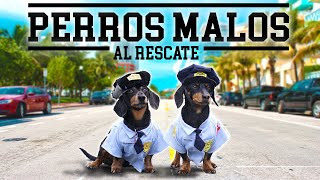 Chicos malos ¡con perros salchicha [upl. by Kaleb]