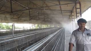 Fogging System in Poultry Farm [upl. by Austine]